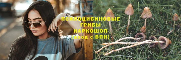 PSILOCYBIN Михайлов